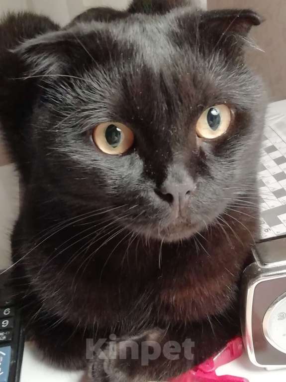 Кошки в Мытищах: Пропал кот Тимоша Мальчик, 10 000 руб. - фото 2