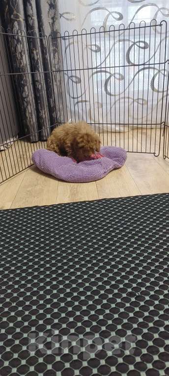 Собаки в Красноярске: Щенок той пудель Мальчик, 55 000 руб. - фото 3