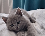Кошки в Батайске: Котята Девочка, 5 000 руб. - фото 1