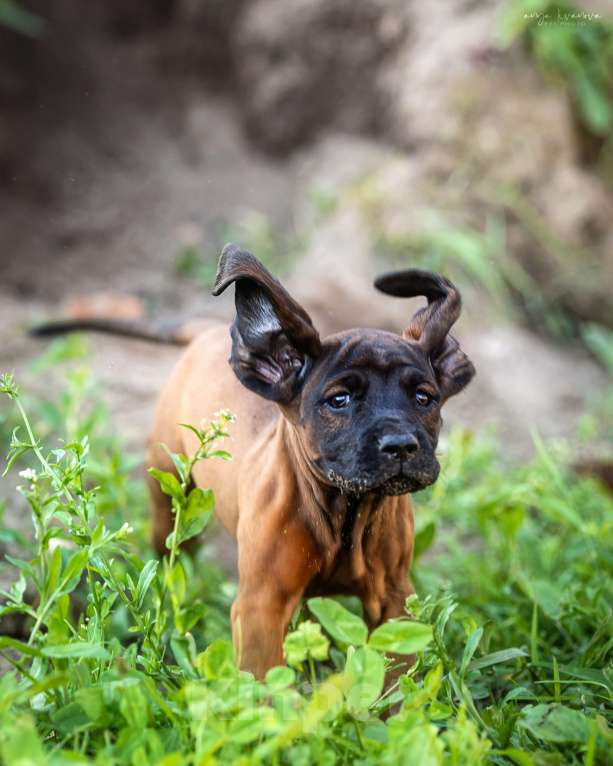 Собаки в Москве: Баварская горная гончая щенок Мальчик, Бесплатно - фото 5