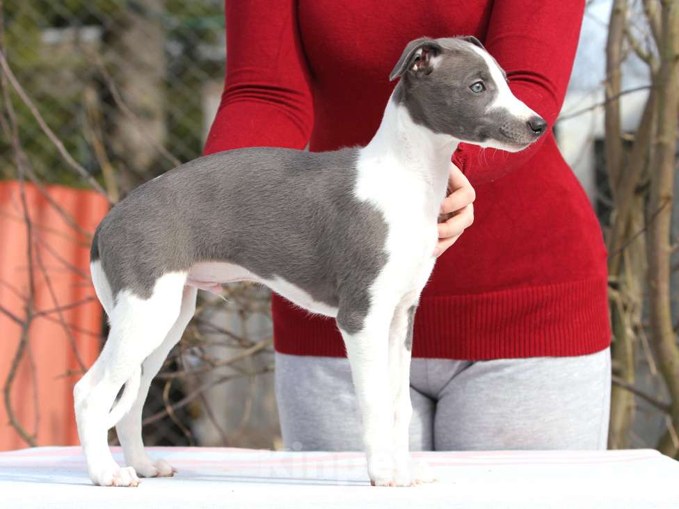 Собаки в Москве: Голубой щеночек уиппет Мальчик, Бесплатно - фото 3