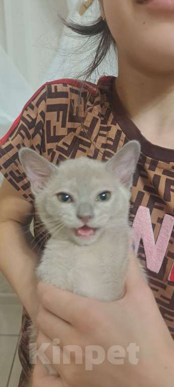 Кошки в Ставрополе: Бурманский котенок Мальчик, 50 000 руб. - фото 8