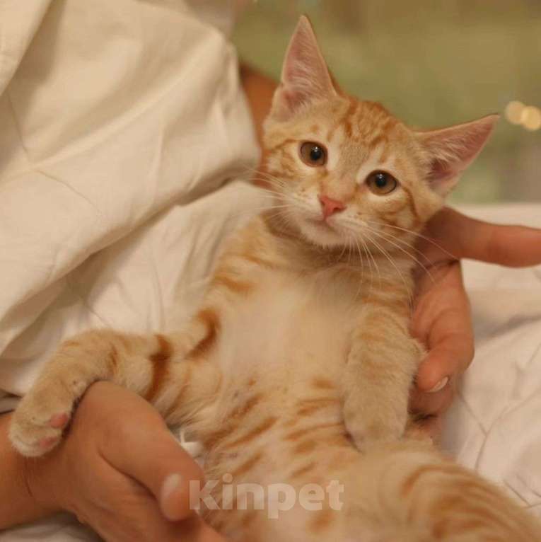 Кошки в Москве: Передержка уезжает 🆘️ Боне срочно нужен дом Девочка, Бесплатно - фото 2