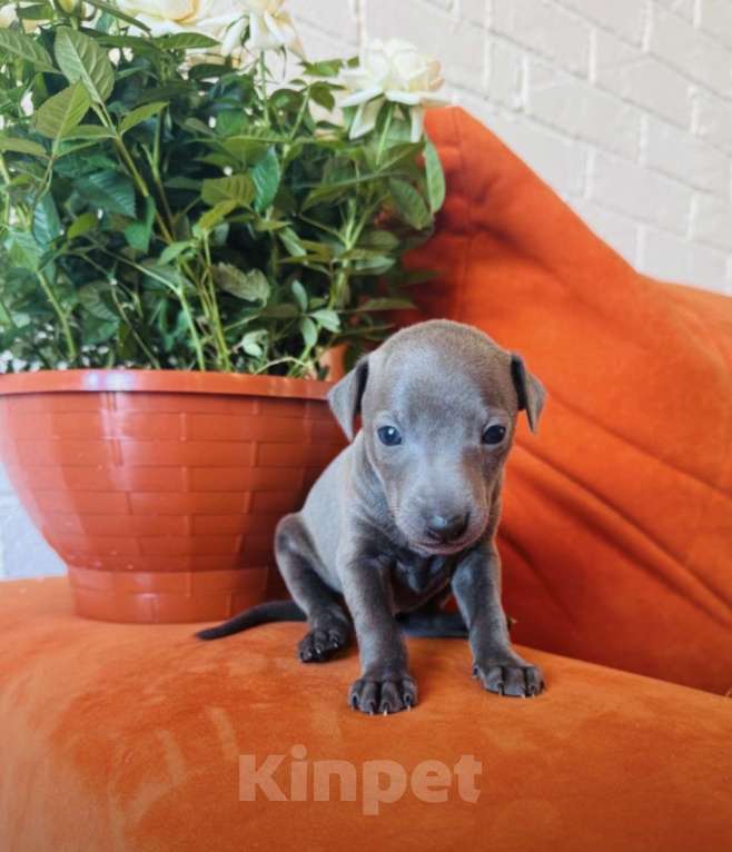 Собаки в других городах Тульской области: Левретка Мальчик, 100 000 руб. - фото 6