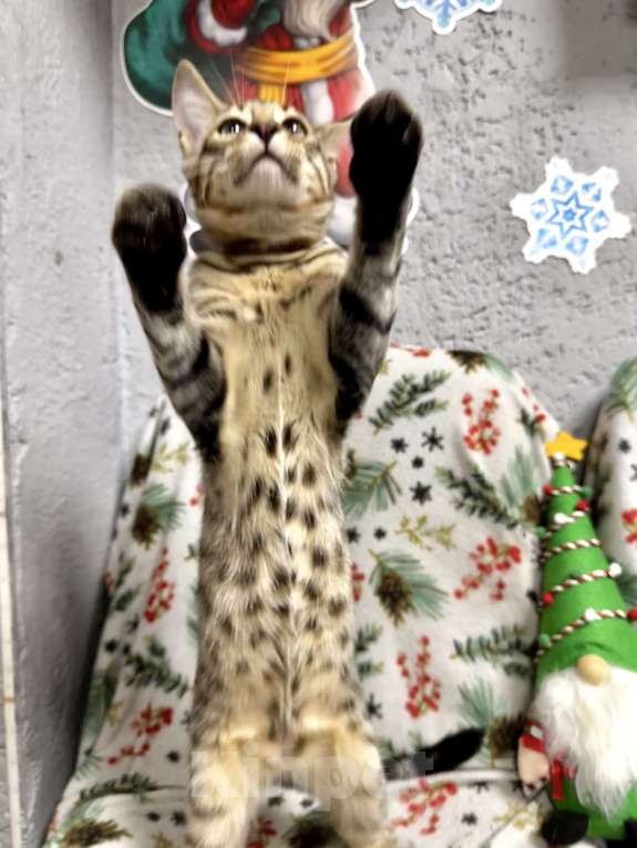 Кошки в Челябинске: Бурмадион котенок  Мальчик, 25 000 руб. - фото 1