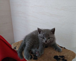 Кошки в Севастополе: Шотланский прямоухий плюшевый котенок Мальчик, 4 000 руб. - фото 1