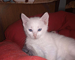 Кошки в Рязани: Котята, Бесплатно - фото 4