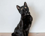 Кошки в Москве: Милые чёрные котята в добрые руки Мальчик, 1 руб. - фото 8