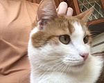 Кошки в Москве: Крупный рыжий кот с золотыми глазами Валера в добрые руки Мальчик, Бесплатно - фото 3