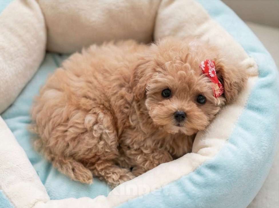 Собаки в Санкт-Петербурге: Мальтипу мальчик Мальчик, 165 000 руб. - фото 3