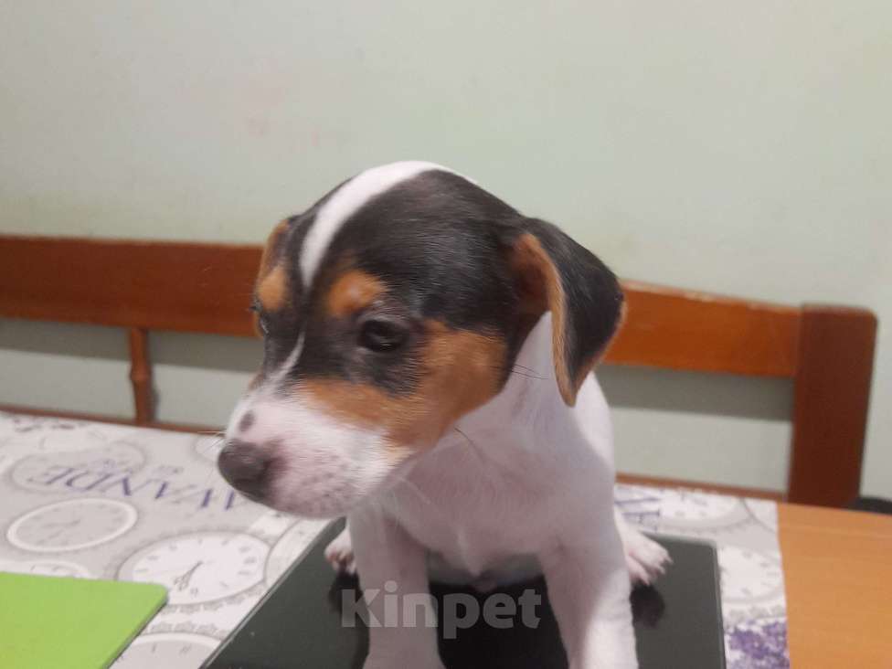 Собаки в Москве: Щенки джек рассел Девочка, 20 000 руб. - фото 2