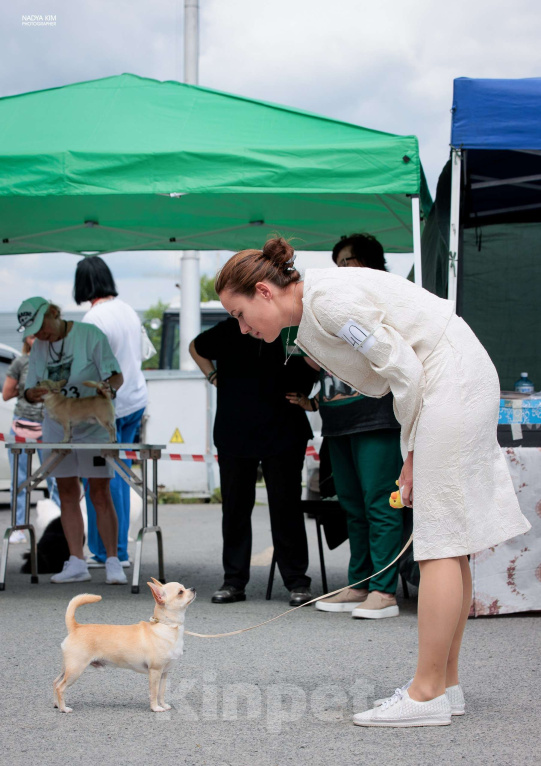 Собаки в Москве: Чихуа кобель короткошерстный  Мальчик, 90 000 руб. - фото 4