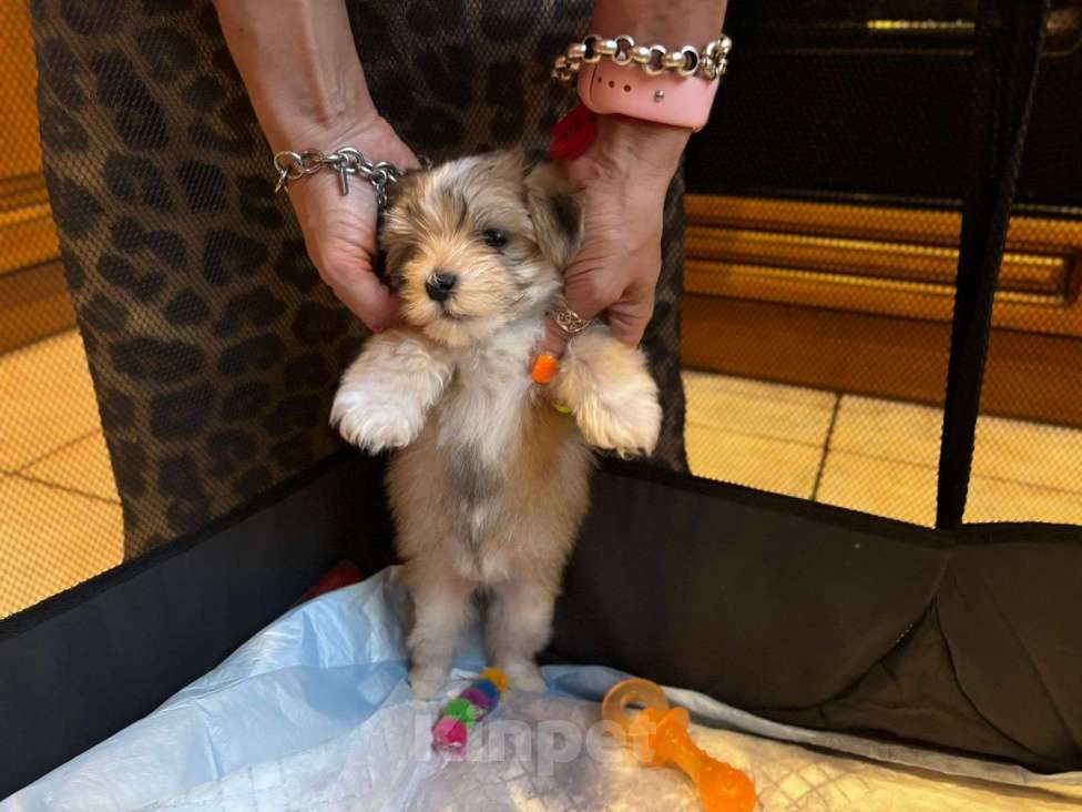 Собаки в Москве: Николь Девочка, 100 000 руб. - фото 10