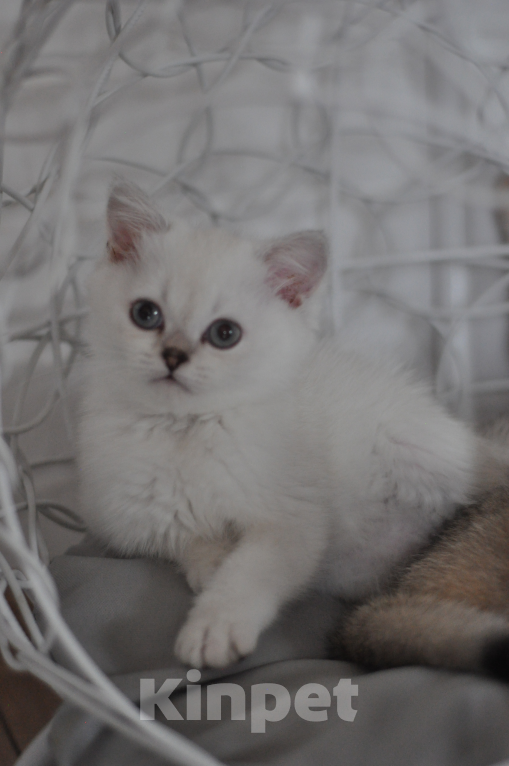 Кошки в Бахчисарае: Шотландский котенок Мальчик, 55 000 руб. - фото 4