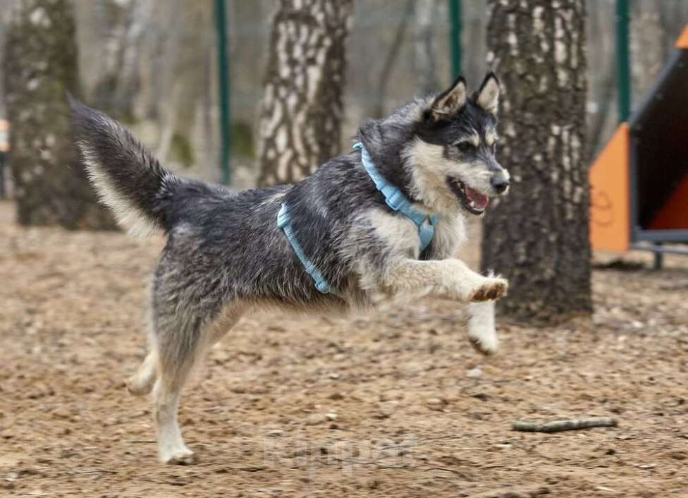 Собаки в Москве: Удивительный почтищенок Финик в добрые руки Мальчик, 1 руб. - фото 9