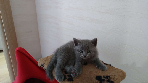 Объявление: Шотланский прямоухий плюшевый котенок, 4 000 руб., Севастополь