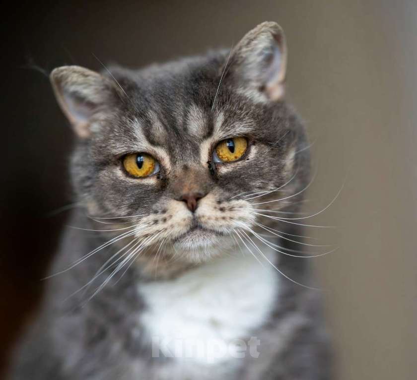 Кошки в Калуге: Очаровательная Бамбина. Кошка в добрые руки. Девочка, Бесплатно - фото 1