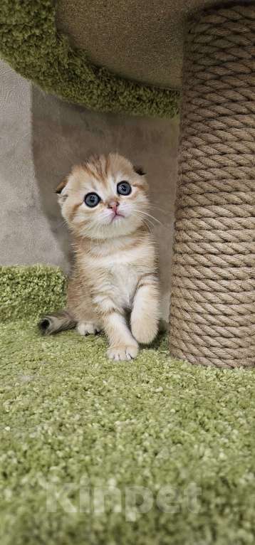 Кошки в Балашихе: Вислоухая девочка Девочка, 35 000 руб. - фото 3