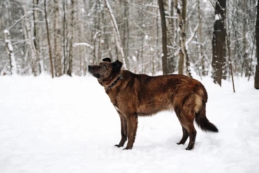 Собаки в других городах Московской области: Москва и МО. Тайра ищет дом Девочка, Бесплатно - фото 6