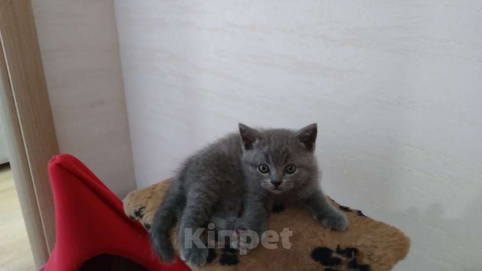 Кошки в Севастополе: Шотланский прямоухий плюшевый котенок Мальчик, 4 000 руб. - фото 1