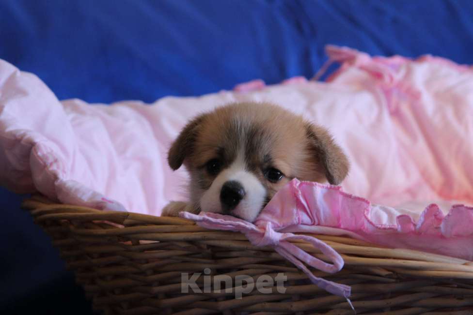 Собаки в Москве: Вельш корги пемброк щенки Мальчик, 50 000 руб. - фото 6