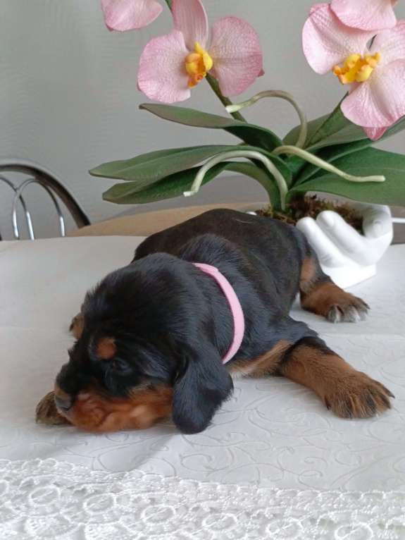 Собаки в Москве: Русский охотничий спаниель девочка Девочка, 50 000 руб. - фото 5