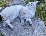 Кошки в Белгороде: Пропал кот Персик 3 октября. Район Кашары, Чапаева, Левобережная.  Домашний, но не кастрированный,  Мальчик, 10 000 руб. - фото 3