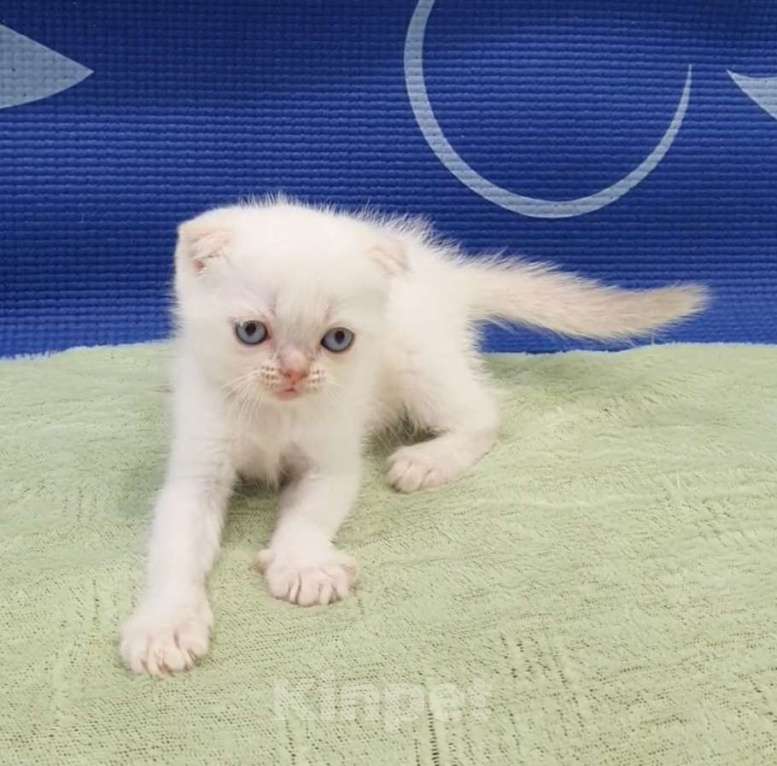 Кошки в Москве: Шотландские вислоухие котята. Девочка, 25 000 руб. - фото 8