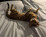 Кошки в Москве: Бенгальский кот Мальчик, Бесплатно - фото 1