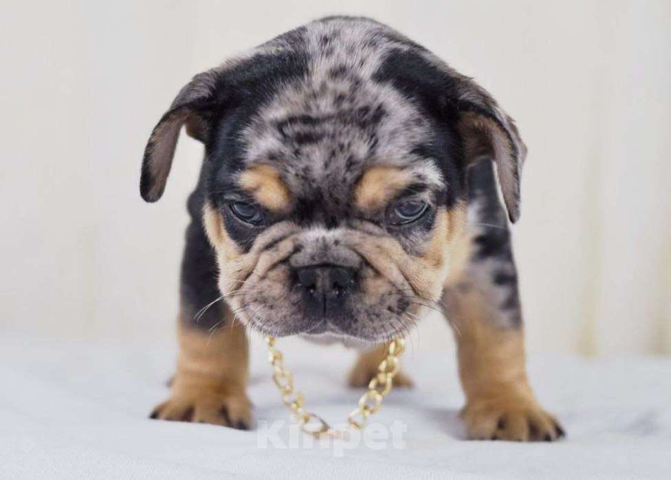 Собаки в Москве: Какао мерле тан Мальчик, Бесплатно - фото 2