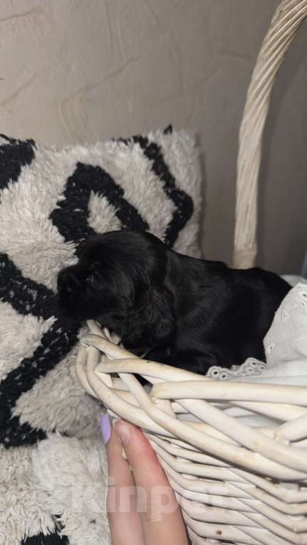 Собаки в Оренбурге: Черная - девочка малышка  Девочка, 25 000 руб. - фото 2