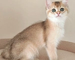 Кошки в Самаре: Британский котенок Мальчик, 45 000 руб. - фото 4