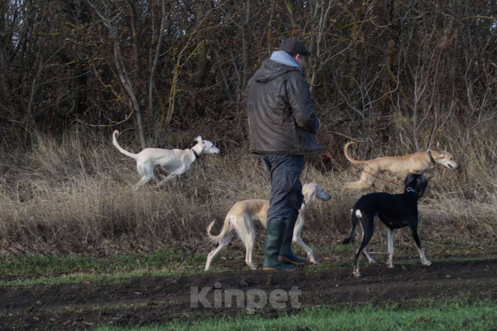 Собаки в Звенигороде: Щенок Тазы с огромным потенциалом! Мальчик, 65 000 руб. - фото 10