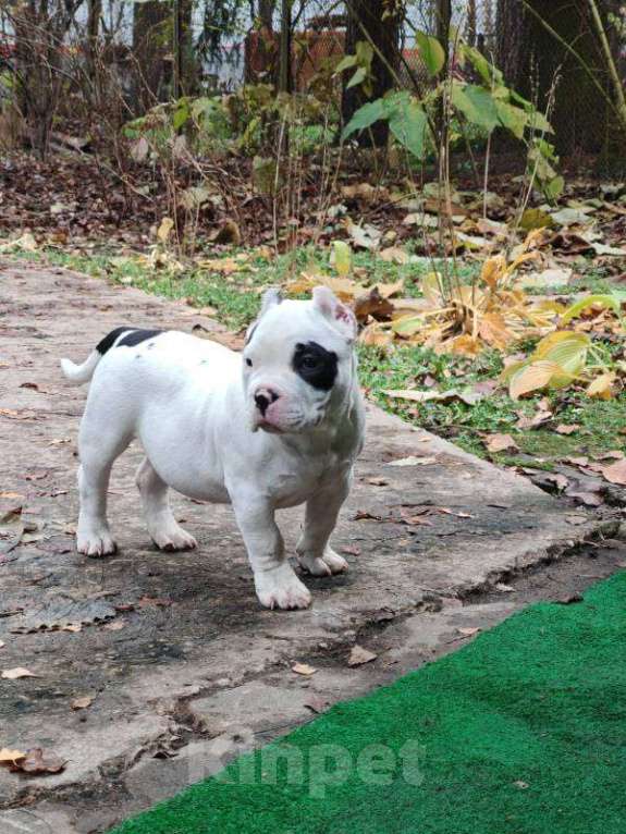 Собаки в Мытищах: Щенок американского булли Девочка, 80 000 руб. - фото 4