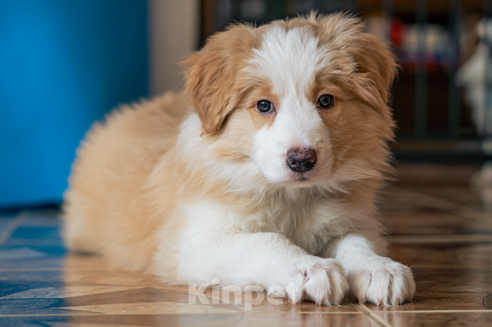 Собаки в Калининграде: Бордер-колли щенок Девочка, 90 000 руб. - фото 5