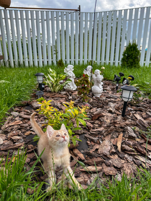 Кошки в Казани: Обаятельный шустрик ищет дом  Мальчик, Бесплатно - фото 4