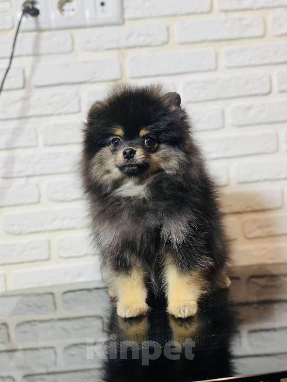 Собаки в Москве: Померанский шпиц  Мальчик, 40 000 руб. - фото 8