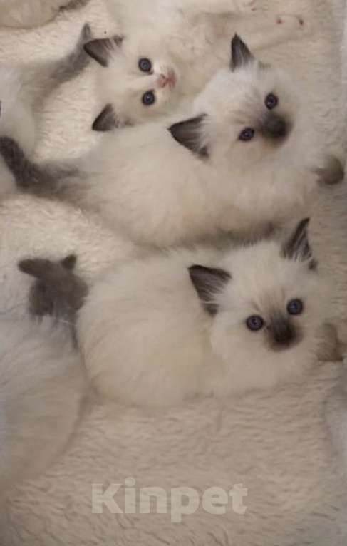 Кошки в Казани: Рэгдолл котята девочки Девочка, 65 руб. - фото 1