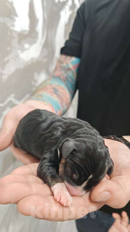 Собаки в Смоленске: Энтлебухер зенненхунд  Девочка, 80 000 руб. - фото 2