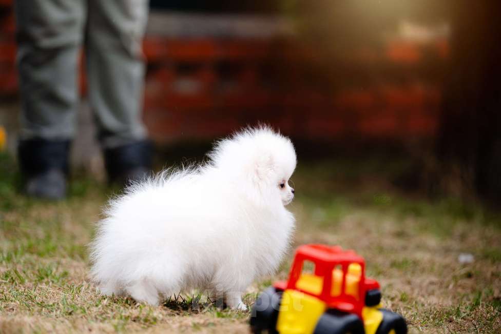 Собаки в Видном: Белый померанский шпиц Мальчик, 50 000 руб. - фото 2