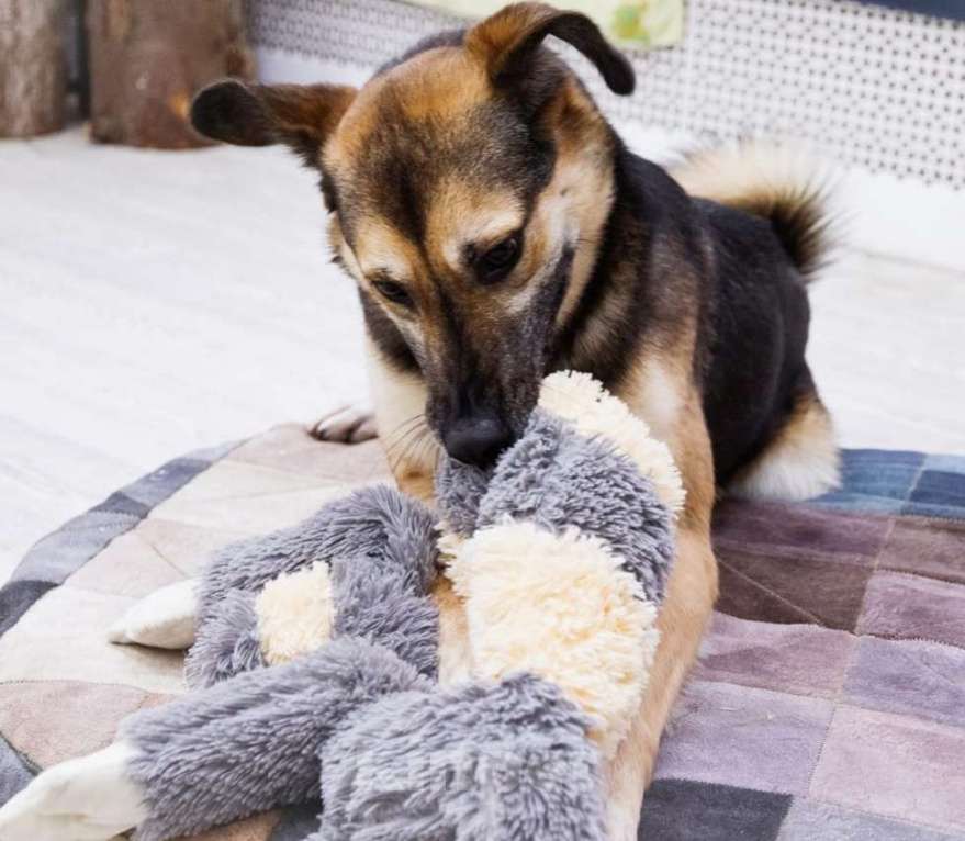 Собаки в Москве: Усыновите Ринго из приюта! Мальчик, Бесплатно - фото 4