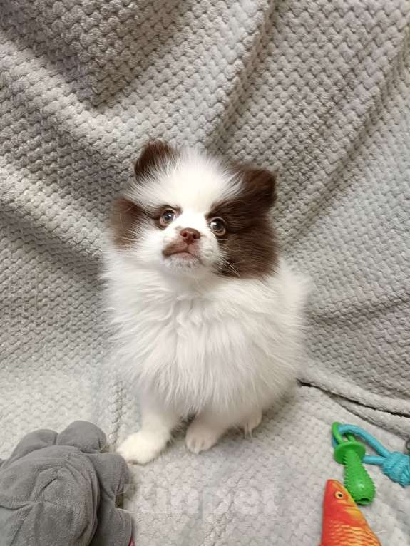 Собаки в Санкт-Петербурге: Шпиц  Мальчик, Бесплатно - фото 2