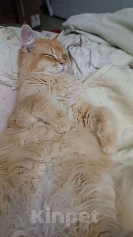 Кошки в Мурином: Отдаю в добрые руки Мальчик, Бесплатно - фото 6