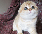 Кошки в Москве: шотландская  кошечка  -золотая шиншилла Девочка, 70 000 руб. - фото 5