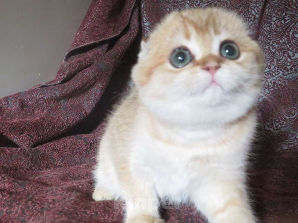 Кошки в Москве: шотландская  кошечка  -золотая шиншилла Девочка, 70 000 руб. - фото 5