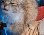 Кошки в Санкт-Петербурге: Кошечка Девочка, Бесплатно - фото 7