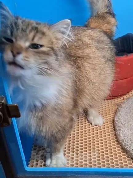 Кошки в Санкт-Петербурге: Кошечка Девочка, Бесплатно - фото 7