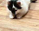 Кошки в Ореховом-Зуево: Котенок в добрые руки Мальчик, Бесплатно - фото 8