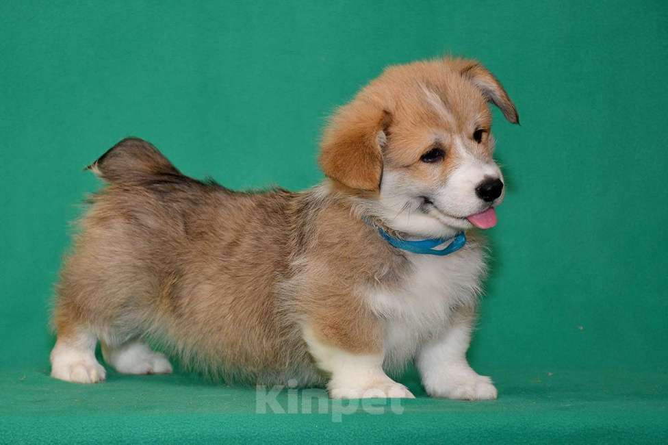 Собаки в Ростове-на-Дону: Мальчики Вельш-корги Пемброк  Мальчик, 50 000 руб. - фото 3