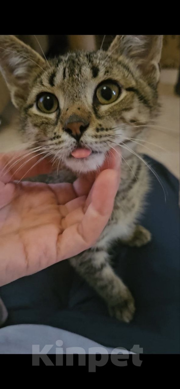 Кошки в Москве: Котенок Оливер ищет дом Мальчик, Бесплатно - фото 4